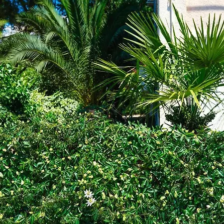 Olive Shade - Near The * Split