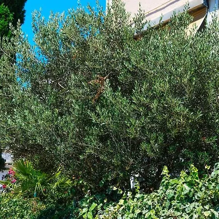 Olive Shade - Near The Apartman