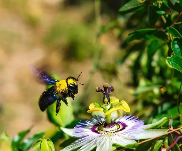 Olive Shade - Near The Apartamento
