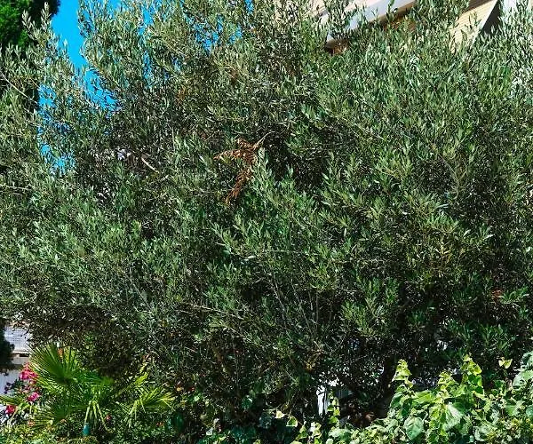 Olive Shade - Near The Apartamento