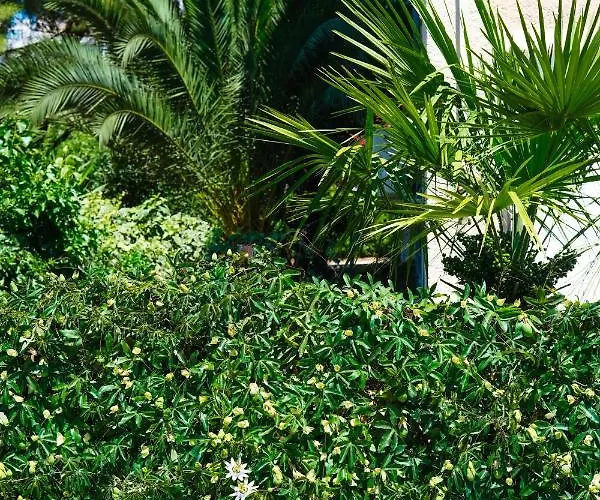 Olive Shade - Near The * Split