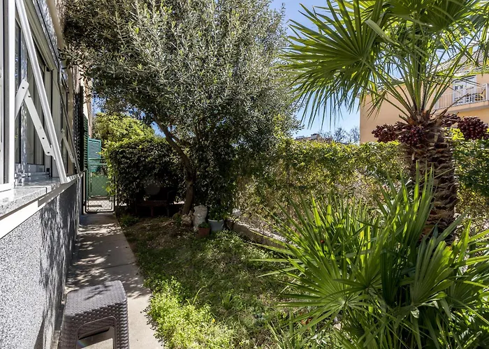 Olive Shade - Near The * Split